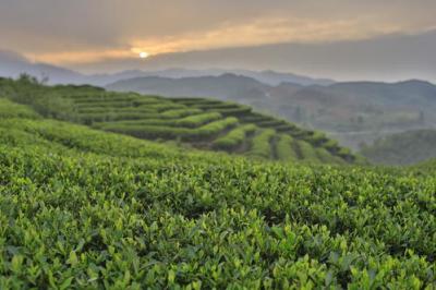 茶叶生产与加工技术专业