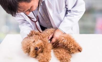 宠物养护与疫病防治专业